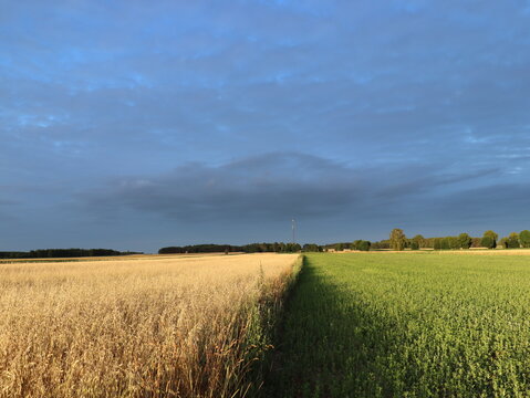 Symmetrical view of ripe golden grain and green crop fields divided in middle
