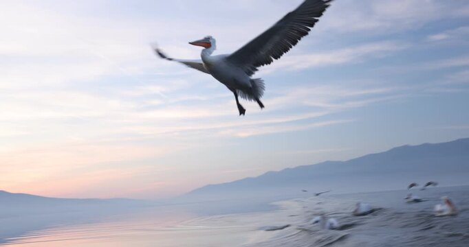 Beautiful Dalmatian pelican flying at the sunset with blue sky at the background