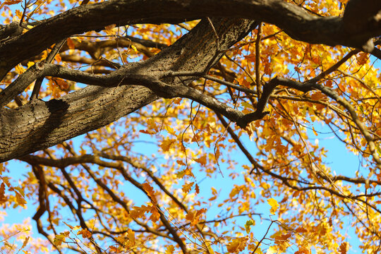 Close view of large oak tree with golden yellow autumn leaves and textured branches against a clear blue sky, creating a warm seasonal autumn nature background, fall season