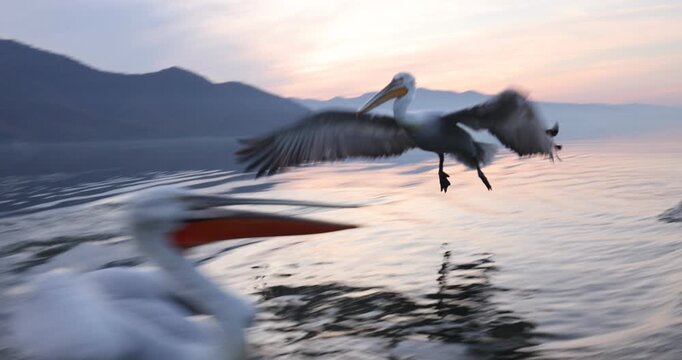 Beautiful Dalmatian pelican flying at the sunset with blue sky at the background