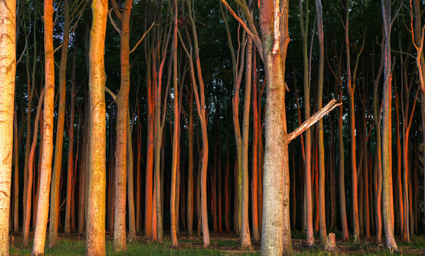 Gespensterwald in Nienhagen an der Ostsee im warmen Licht der goldenen Stunde mit leuchtenden Buchenst&auml;mmen und dichtem K&uuml;stenwald im Hintergrund