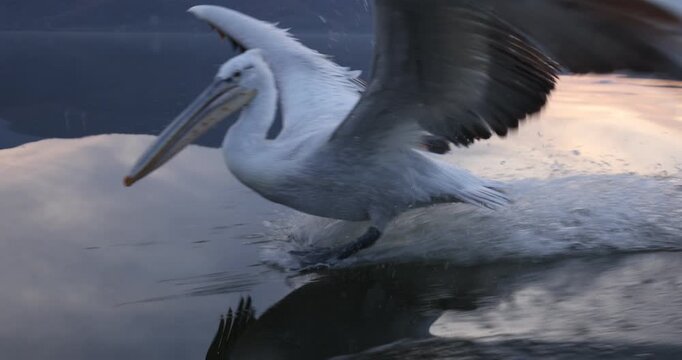 Beautiful Dalmatian pelican flying at the sunset with blue sky at the background