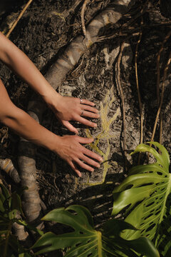 Hands touching ancient tree bark with tropical monstera leaves