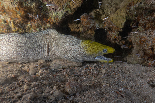 Moray eel Mooray lycodontis undulatus in the Red Sea, Eilat Israel
