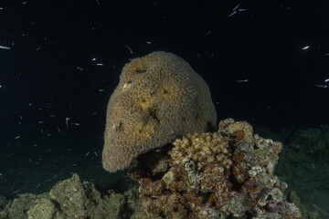 Coral reef and water plants in the Red Sea, Eilat, Israel © yeshaya