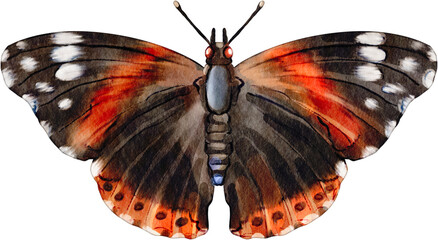 Red Admiral Butterfly Watercolor Clip Art © Je