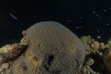 Coral reef and water plants in the Red Sea, Eilat, Israel  © yeshaya