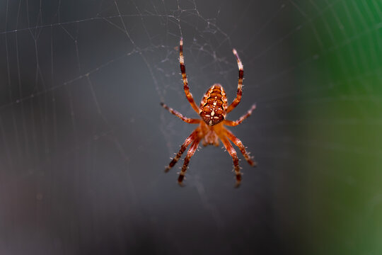 detailed macro photography of a brown garden orb weaver spider resting on its delicate web in natural outdoor background with dark soft bokeh lighting setup