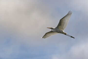 Obraz premium A majestic great egret soaring gracefully in flight with wide-spread wings against a soft, cloudy sky.