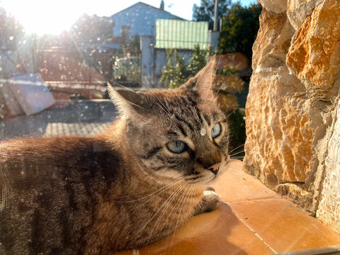 Cat Resting in Sunlight