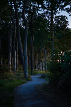 Gespensterwald in Nienhagen an der Ostsee zur blauen Stunde mit geschwungenem Waldweg zwischen alten Buchen und Blick zum leuchtenden Abendhimmel an der K&uuml;ste