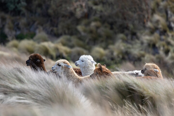 Naklejka premium Herd of Alpacas Grazing in High-Altitude Páramo Landscape near Chimborazo Volcano, Ecuadorian Andes