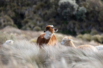 Naklejka premium Herd of Alpacas Grazing in High-Altitude Páramo Landscape near Chimborazo Volcano, Ecuadorian Andes