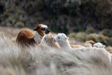 Naklejka premium Herd of Alpacas Grazing in High-Altitude Páramo Landscape near Chimborazo Volcano, Ecuadorian Andes