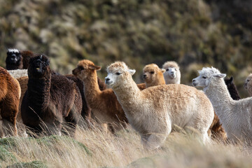 Naklejka premium Herd of Alpacas Grazing in High-Altitude Páramo Landscape near Chimborazo Volcano, Ecuadorian Andes
