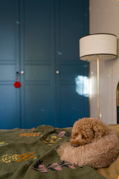 Dog resting on a bed in a cozy room 