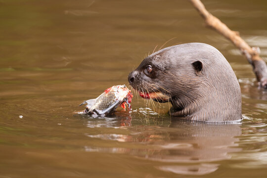 Giant Otter Eat Freshly Caught Fish, The Pantanal, Brazil  