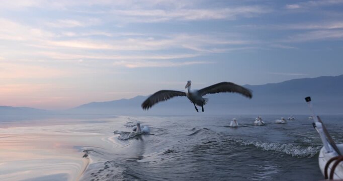 Beautiful Dalmatian pelican flying at the sunset with blue sky at the background