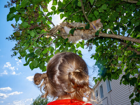 child catches cat in tree