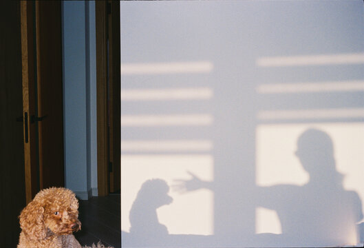 Dog and person play together with shadows on the wall 