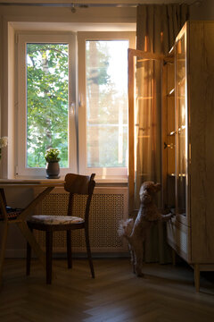Dog looks inside a cabinet in a sunny room with windows and plants