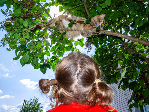 child catches cat in tree