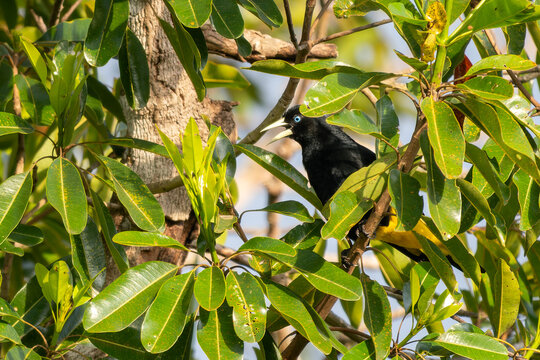 Yellow-rumped Cacique - Cacicus cela, beautiful black and yellow passerine bird native to the forests and woodlands of Central and South America, Pantanal, Brazil.
