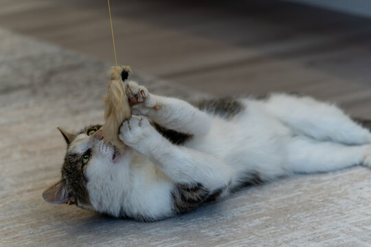 playful domestic cat lying on the floor catching a feather toy with its paws during active indoor playtime session at modern cozy home living room setting