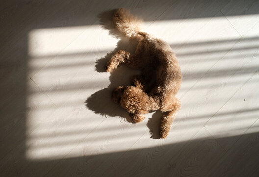 Dog resting on the floor in sunbeam with shadows in a room 
