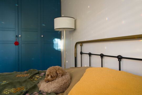 Dog resting on a bed in a cozy room 