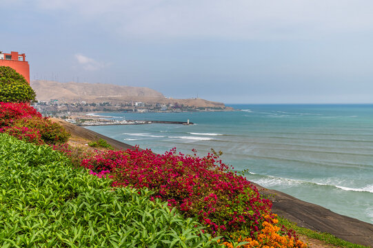 A view of blooming Bougainvillea in the Barranco district above the Pacific coastline of Lima, Peru in the dry season