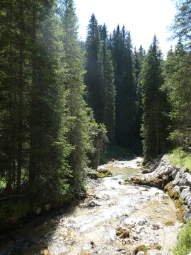 foresta e ruscello