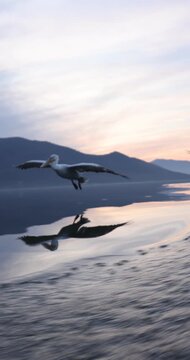 Beautiful Dalmatian pelican flying at the sunset with blue sky at the background