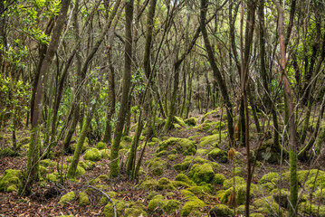 Fototapeta premium Mystical moss covered forest trail through misty ancient woodland near Mount Teide, Tenerife, Canary Islands tranquil green nature landscape for travel, wellness, eco-tourism and lifestyle use