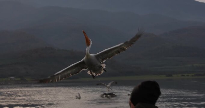 Beautiful Dalmatian pelican flying at the sunset with blue sky at the background