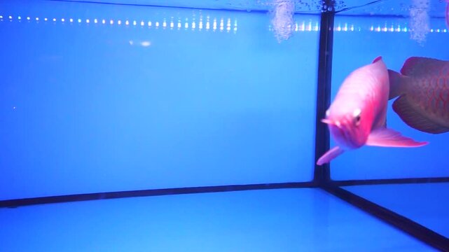 Close-up of a high grade Super Red Arowana dragon fish with vibrant red scales swimming in a blue background aquarium tank