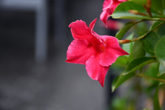 red flower
