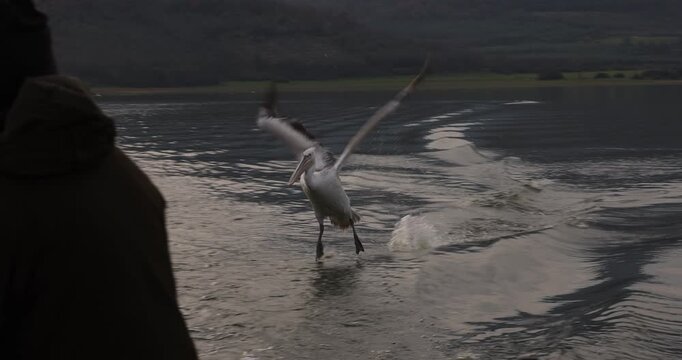 Beautiful Dalmatian pelican flying at the sunset with blue sky at the background