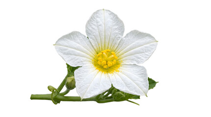 Fototapeta premium Fresh White Cucumber Flower Isolated on White Background
