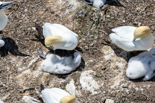 Gaspesie, Quebec, 15 July 2026 : Northern Gannet adults and fluffy chicks rest on a rocky nesting ground.