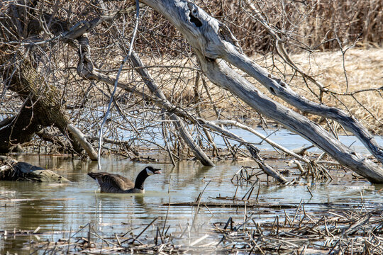 Quebec, Canada, 24 April 2026 : A Canada goose swims in a wetland among fallen branches and dry vegetation, calling out.