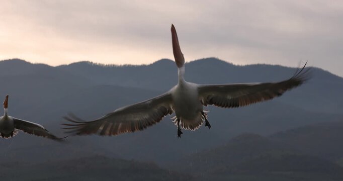 Beautiful Dalmatian pelican flying at the sunset with blue sky at the background