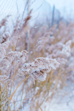 Frost-covered wild grasses against a snowy winter landscape. serene beauty of frozen nature vertical photo
