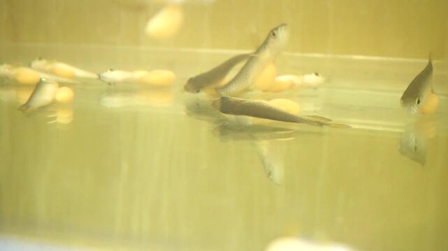Baby Arowana fish larvae swimming in an aquarium tank with large visible yolk sacs attached to their bodies during early breeding stage