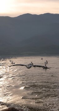 Beautiful Dalmatian pelican flying at the sunset with blue sky at the background