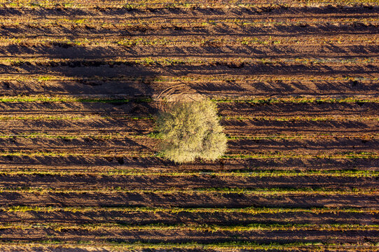Aerial view of a vineyard with rows of vines and a single tree in the center, golden hour lighting in Aguascalientes, Aguascalientes, Mexico.