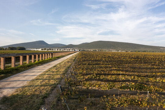 Aerial view of vineyards in Aguascalientes with rows of grapevines, a dirt path, and distant hills under a blue sky in Aguascalientes, Aguascalientes, Mexico.