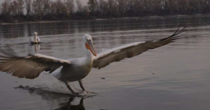 Beautiful Dalmatian pelican flying at the sunset with blue sky at the background