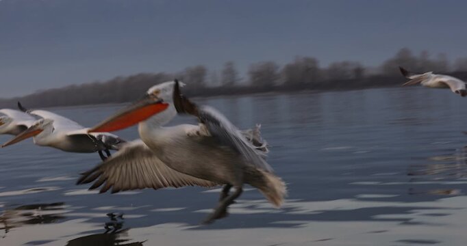 Beautiful Dalmatian pelican flying at the sunset with blue sky at the background