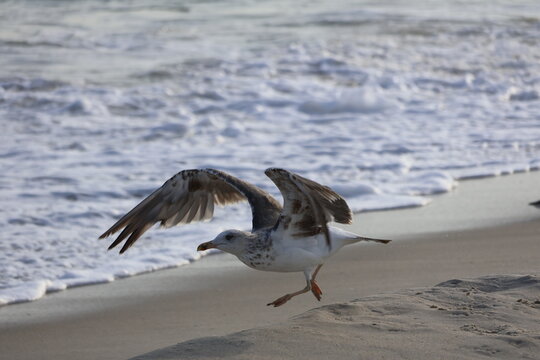 A seagull spreading its wings and leaping into the air, as it takes flight along the shoreline of Cape May New Jersey with waves and seafoam in the background.